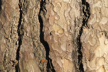 Image showing bark pine