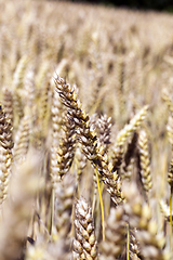 Image showing wheat dry