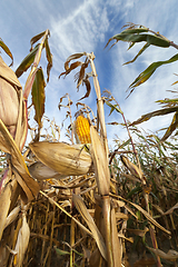 Image showing agricultural field with corn