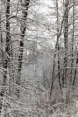 Image showing forest in winter