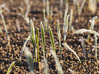 Image showing Green grass close-up