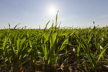 Image showing wheat young