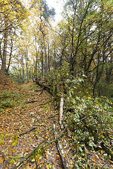 Image showing forest autumn