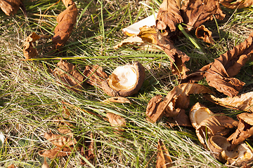 Image showing Yellow foliage, autumn