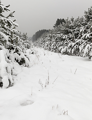 Image showing Trees in the forest in winter