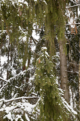 Image showing Forest in winter