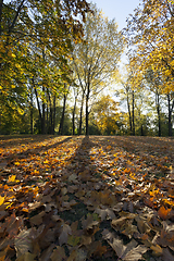 Image showing yellowed maple trees in autumn