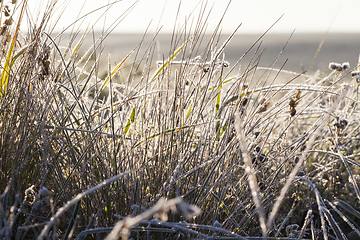 Image showing grass in winter