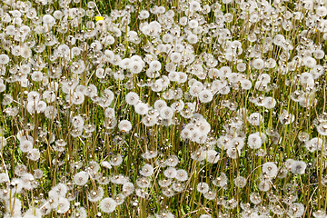 Image showing white dandelion