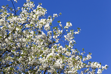 Image showing flower tree