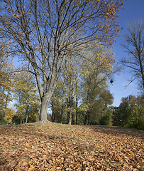 Image showing Yellow maple foliage