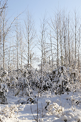 Image showing young forest, in the winter
