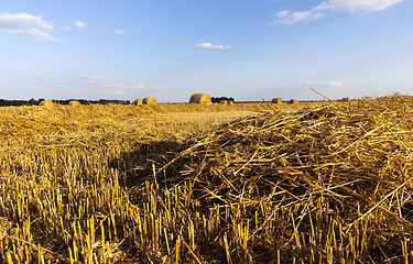 Image showing field wheat