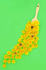 Image showing Dandelion Flower Bee Pollination Concept