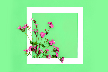 Image showing Red Campion Wildflower Abstract Design