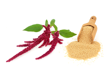 Image showing Healthy Amaranthus Grain and Plant 