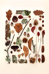 Image showing Autumn Nature Study Flora and Fauna Collection