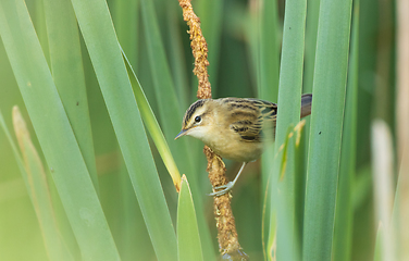 Image showing Sedge warbler (Acrocephalus schoenobaenus) on reed