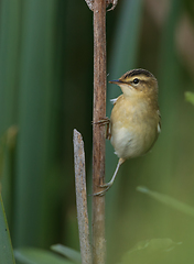 Image showing Sedge warbler (Acrocephalus schoenobaenus) on reed