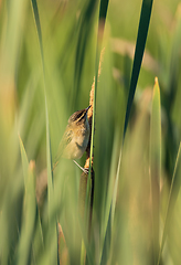 Image showing Sedge warbler (Acrocephalus schoenobaenus) on reed
