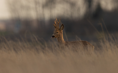Image showing Roe Deer(Capreolus capreolus) male in sunset light