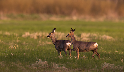 Image showing Roe Deer(Capreolus capreolus) females in springtime