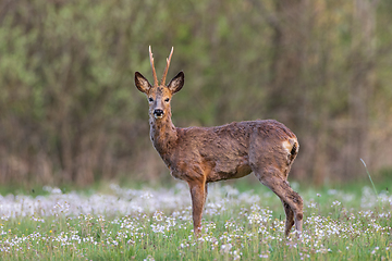 Image showing Roe Deer(Capreolus capreolus) male in spring