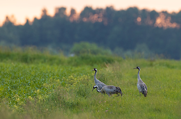 Image showing Two Cranes(Grus grus) in summertime