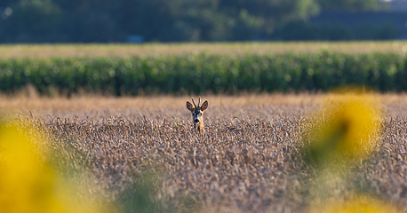 Image showing Wheat cereal field with Roe Deer(Capreolus capreolus) head over