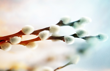 Image showing close up of pussy willow branches on white