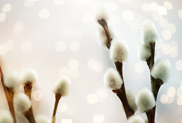 Image showing close up of pussy willow branches on white