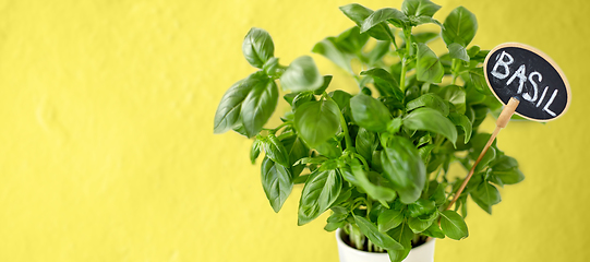 Image showing close up of basil herb with name on tag in pot