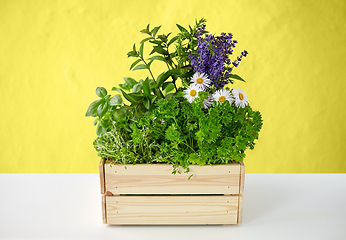 Image showing green herbs and flowers in wooden box on table