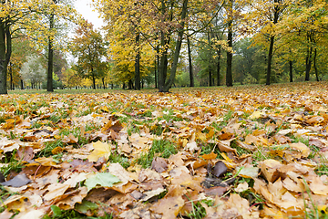 Image showing yellowed maple trees in autumn