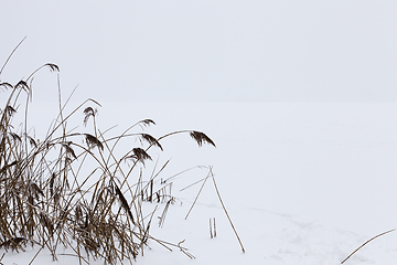 Image showing Dry plants in winter