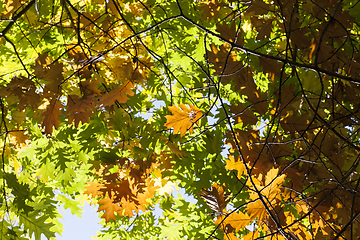 Image showing orange autumn oak