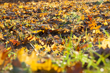 Image showing fallen maple leaves