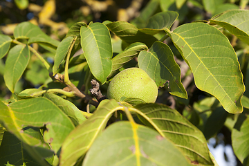 Image showing walnut green