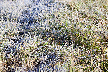 Image showing new crop of wheat