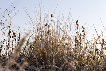 Image showing grass in the frost