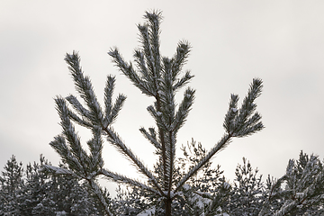 Image showing Snow drifts in winter