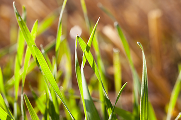 Image showing green sprout grass