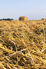 Image showing straw harvesting