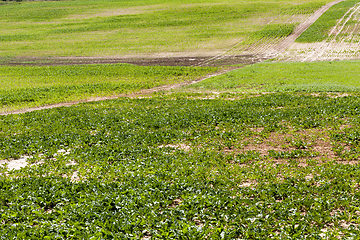 Image showing green field