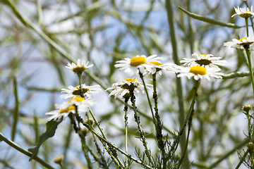 Image showing black aphids