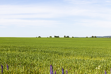 Image showing field with green cereals