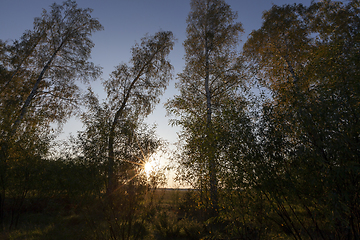 Image showing several trees