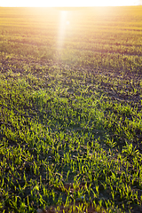 Image showing green grass