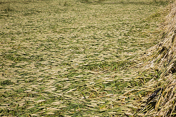 Image showing wheat field