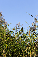 Image showing green corn